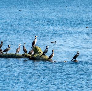 Great Cormorant