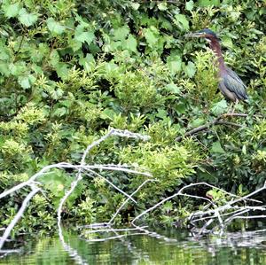 Green Heron