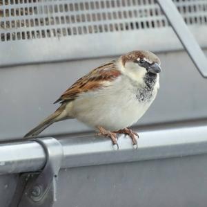 House Sparrow