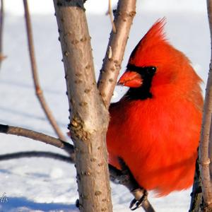 Northern Cardinal