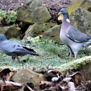 Common Wood-pigeon