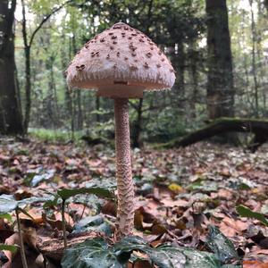 Parasol Mushroom