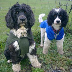 Portuguese Water Dog