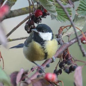 Great Tit