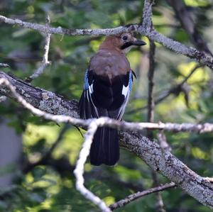 Eurasian Jay