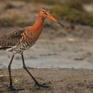 Black-tailed Godwit