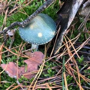 Blue-green Stropharia