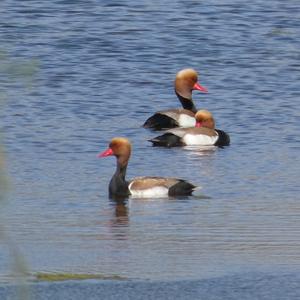 Red-crested Pochard