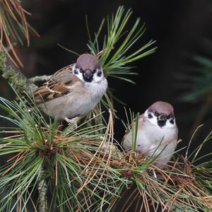 Eurasian Tree Sparrow