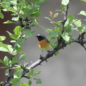 Common Redstart