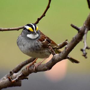 White-throated Sparrow