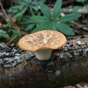 Tuberous Polypore