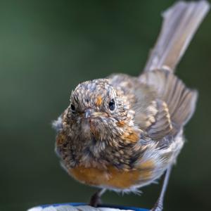 European Robin