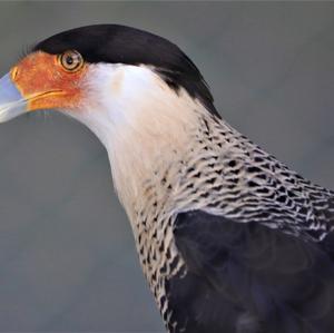 Crested Caracara