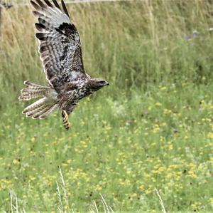 Mäusebussard