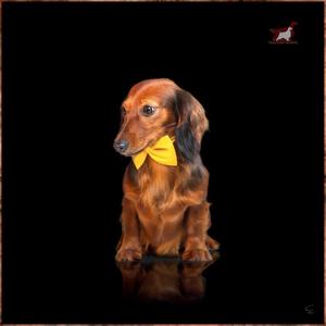 Dachshund