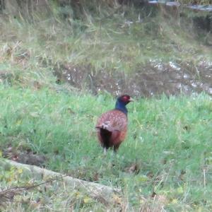 Common Pheasant