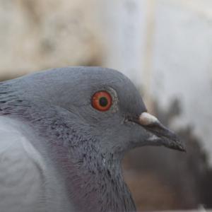 Rock Pigeon