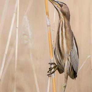 Little Bittern