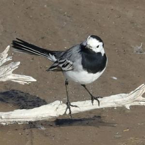 White Wagtail