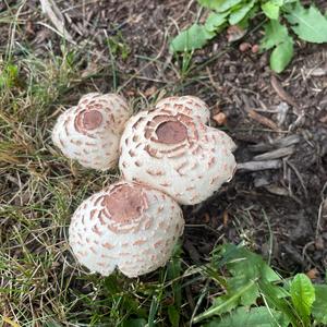 Braunscheckiger Stink-Champignon