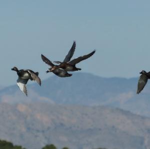 Gadwall