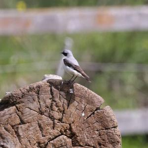 Northern Wheatear