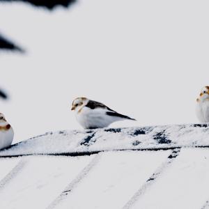 Snow Bunting