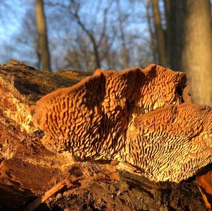 Thick-maze Oak polypore