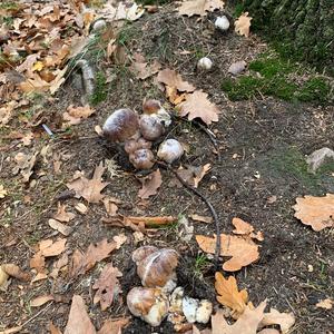 King Bolete