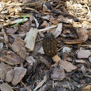 Black Morel