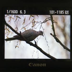 Eurasian Collared-dove