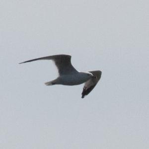 Herring Gull