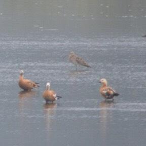 Eurasian Curlew