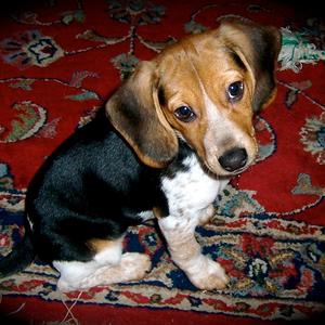 Beagle