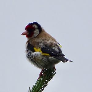 European Goldfinch