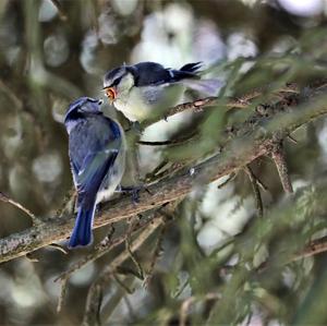 Blue Tit