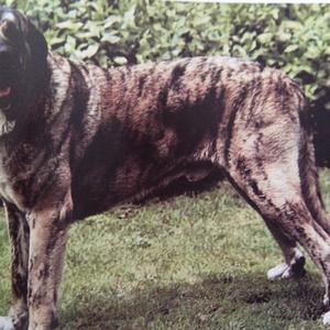 Unknown Breed