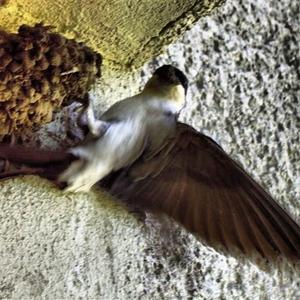 Northern House-martin