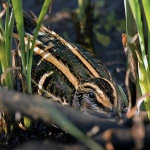 Jack Snipe