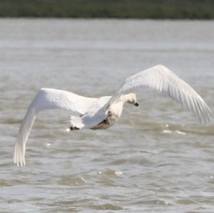 Mute Swan