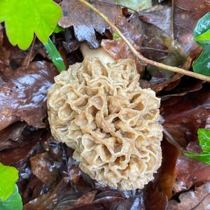 Yellow Morel