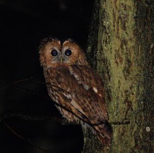 Tawny Owl