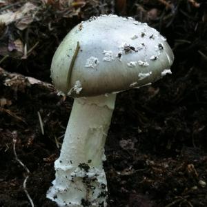 Stout-stalked Amanita