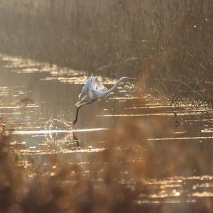 Great Egret