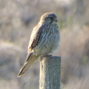 Common Kestrel