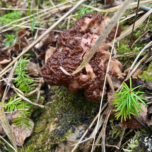 Conifer False Morel