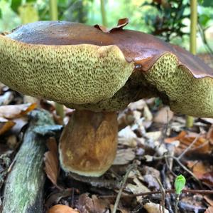 Bay Bolete