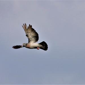 Stock Dove