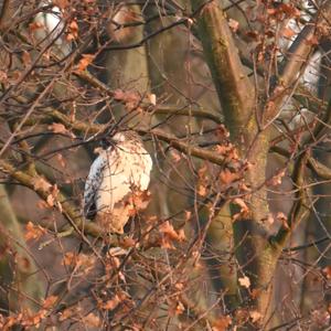 Mäusebussard